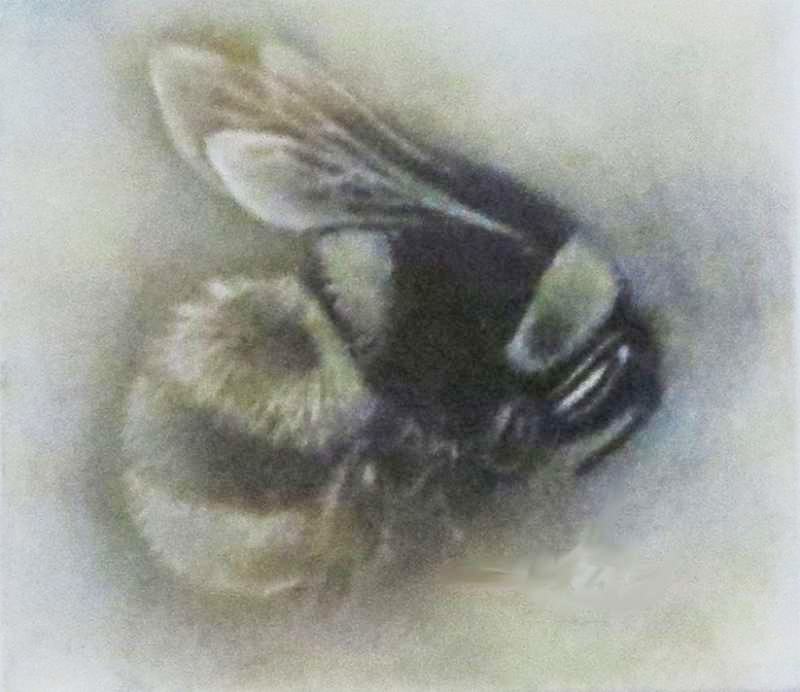 Bumblebee Study